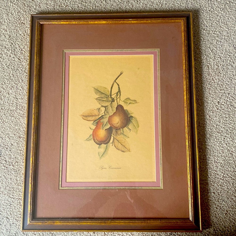 Pyrus Communis Framed